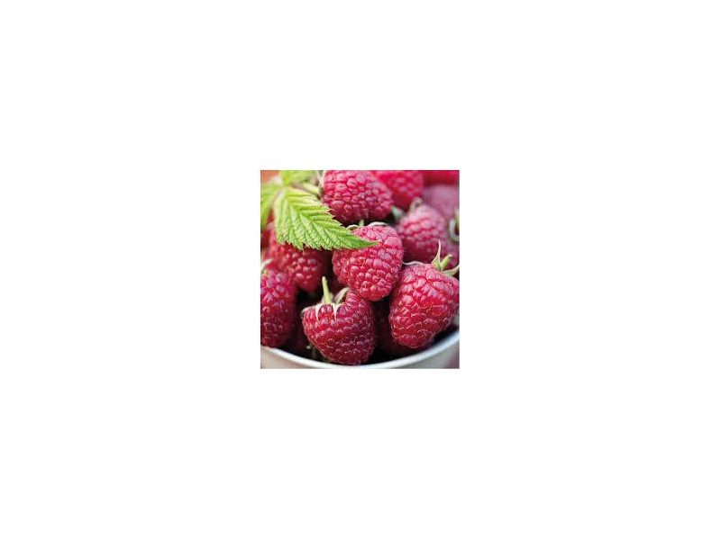 malina 1kg