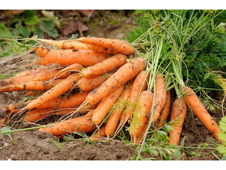 Marchew 1kg