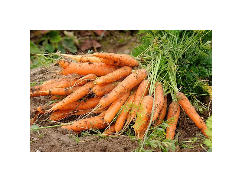 Marchew 1kg Marchew 1kg