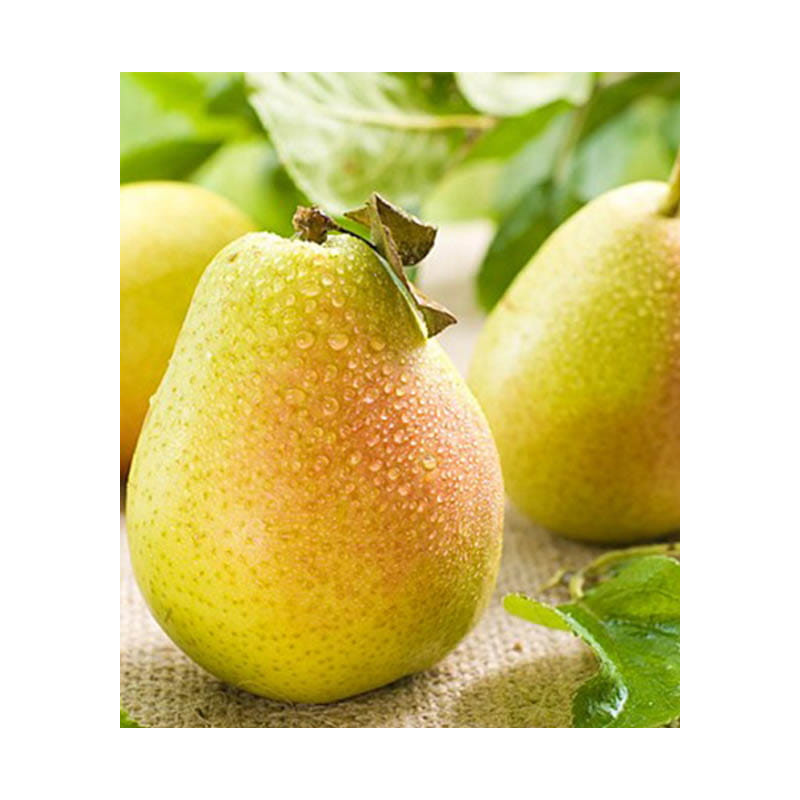 Gruszka Paten 1kg