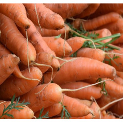 Marchew prosto z pola 1kg