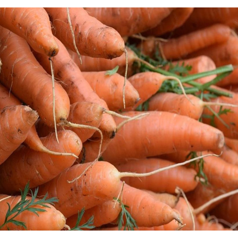 Marchew prosto z pola 1kg