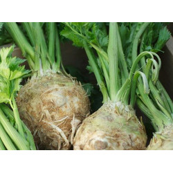 Seler korzeniowy 1kg