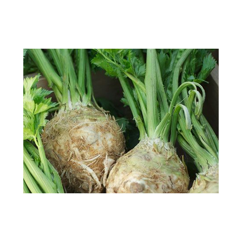 Seler korzeniowy 1kg